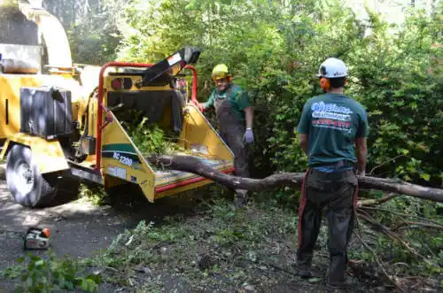 tree services Punta Rassa